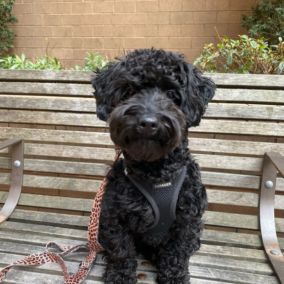 Meet your Posher, Maizy+Riley - Picture 9 of 12